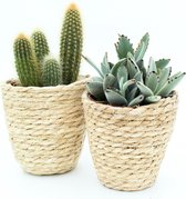 Cactus en vetplanten mix Basket in the mix natural 2 stuks