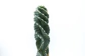 Spiraal cactus Cereus Jamacaru Spiralis