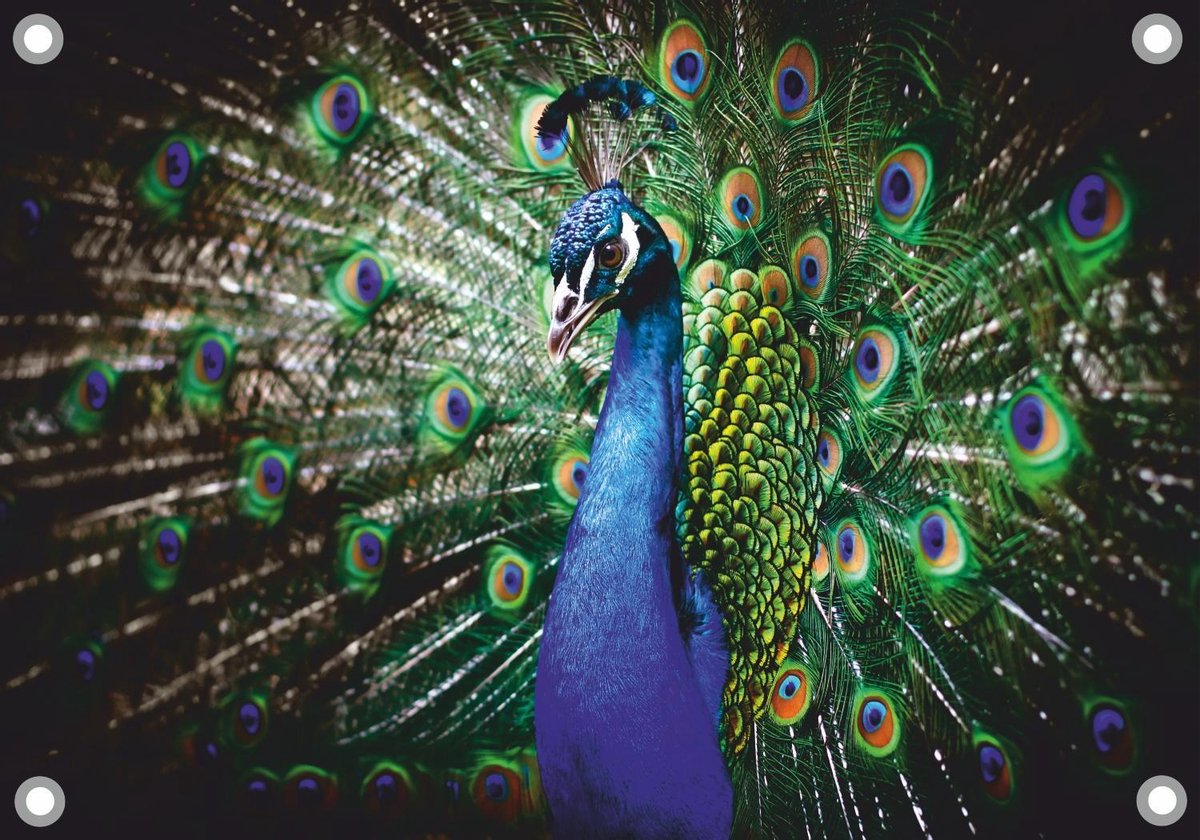 Pauw tuinposter los doek 120x80 cm - Tuindoek / Schilderij voor buiten / Tuindecoratie