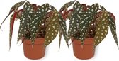 2x Kamerplant Begonia Maculata – Stippenbegonia - ± 20cm hoogte – 12 cm diameter