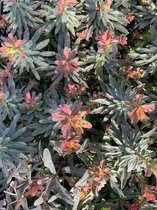 Euphorbia amyg. 'Purpurea' - 6 stuks - P9 - Roodbladige wolfsmelk - Amandelwolfsmelk