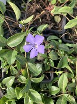 Vinca minor - 6 stuks - Paars blauwe bloemen - P9 - wintergroen - Kleine maagdenpalm - Bodembedekker