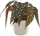 Kamerplant Begonia Maculata – Stippenbegonia - ± 20cm hoogte – 12 cm diameter - in grijze pot