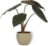 Kamerplant Alocasia Wentii - Olifantsoor - ± 30cm hoog – 12cm diameter - in groene pot