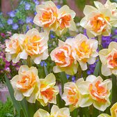 15x Narcissus 'Sweet Ocean' - Narcissen Wit-Oranje - Vroegbloeiers - 15 bloembollen Ø 12-14cm