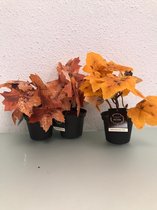 Kunstplanten - drie stuks - eentje is geel en de andere twee oranje - met zwarte bakjes