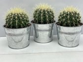Cactus- Echinocactus Grusonii- zinken pot- 10.5cmØ, 12cm hoog