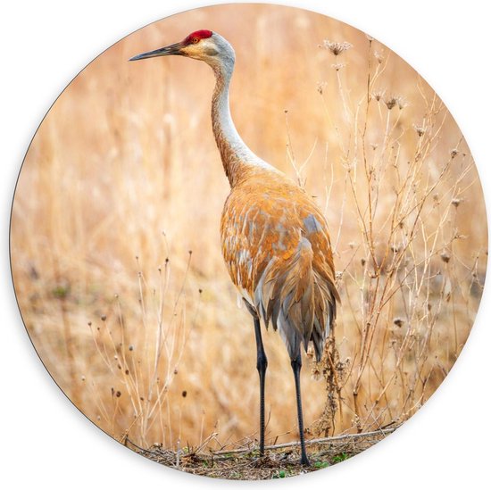 Dibond Wandcirkel - Reiger bij Hoge Grassen - 120x120cm Foto op Aluminium Wandcirkel (met ophangsysteem)