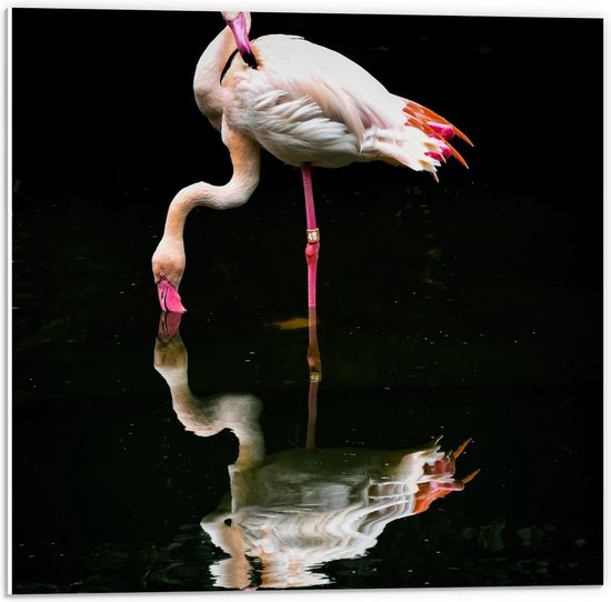 Forex - Flamingo met Weerspiegeling in Water - 50x50cm Foto op Forex