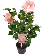 Camellia Japonica - Nuccio’s Cameo - Roze - Vaste Tuinplant - Vers Van De Kweker - ↨ 35cm - ⌀ 17cm - [Mama's Planten]