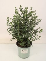 Kamerplant van Botanicly – Eucalyptus – Hoogte: 50 cm