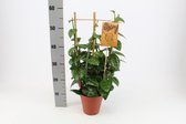 Kamerplant van Botanicly – Parthenocissus inserta – Hoogte: 60 cm