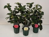 Bloemen van Botanicly – 3 × Camellia Japonica – Hoogte: 45 cm