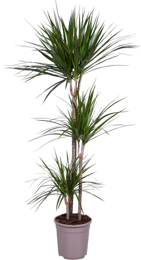 Kamerplant van Botanicly – Drakenboom – Hoogte: 160 cm – Dracaena Marginata