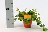 Kamerplant van Botanicly – Peperomia angulata rocca scuro – Hoogte: 20 cm