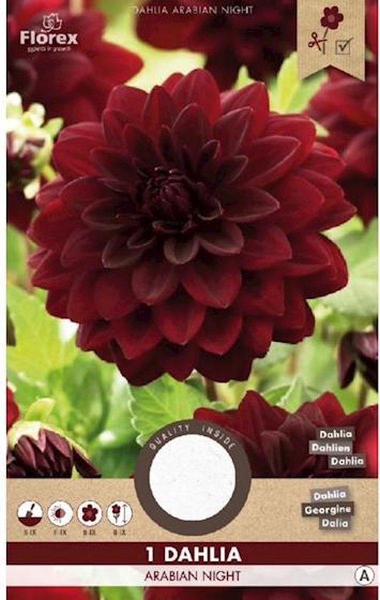 Dahlia Decoratief Arabian Night - 1 Bol -