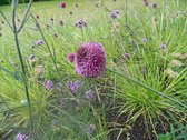 6 x Allium sphaerocephalon - Trommelstokje bloembol in pot 9x9 cm