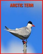 Arctic Tern