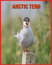 Arctic Tern