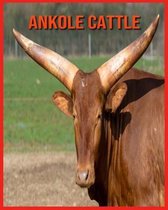 Ankole Cattle