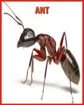 Ant