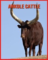 Ankole Cattle