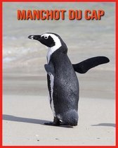 Manchot du Cap