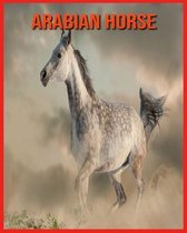 Arabian Horse