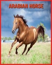 Arabian Horse