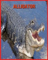 Alligator
