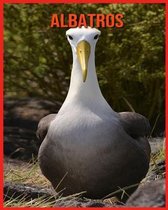 Albatros