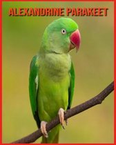 Alexandrine Parakeet