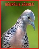 Geopelie Zebree