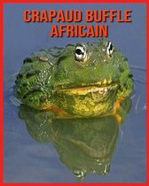 Crapaud Buffle Africain