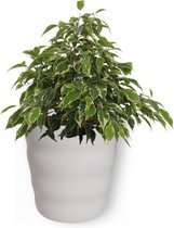 Kamerplant Ficus Kinky - ± 25cm hoog – 12 cm diameter - in witte pot