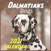 Dalmatians Dogs