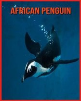 African Penguin