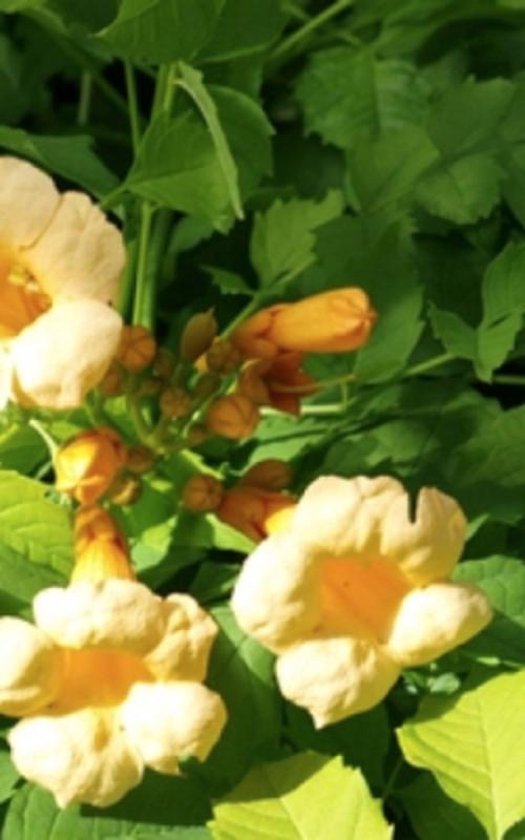Klimplant Campsis radicans Flava - Gele Trompetbloem - Top Tuincentrum