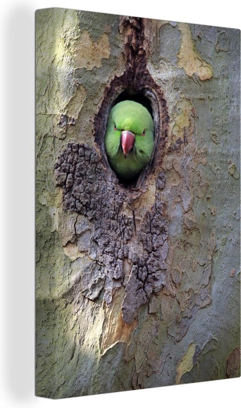 Foto: Canvas schilderij halsbandparkiet kijkt naar buiten vanuit een gat in een boomstam 20x30 cm wanddecoratie