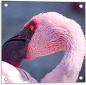 Tuinposter – Roze Flamingo Hoofd - 50x50cm Foto op Tuinposter  (wanddecoratie voor buiten en binnen)