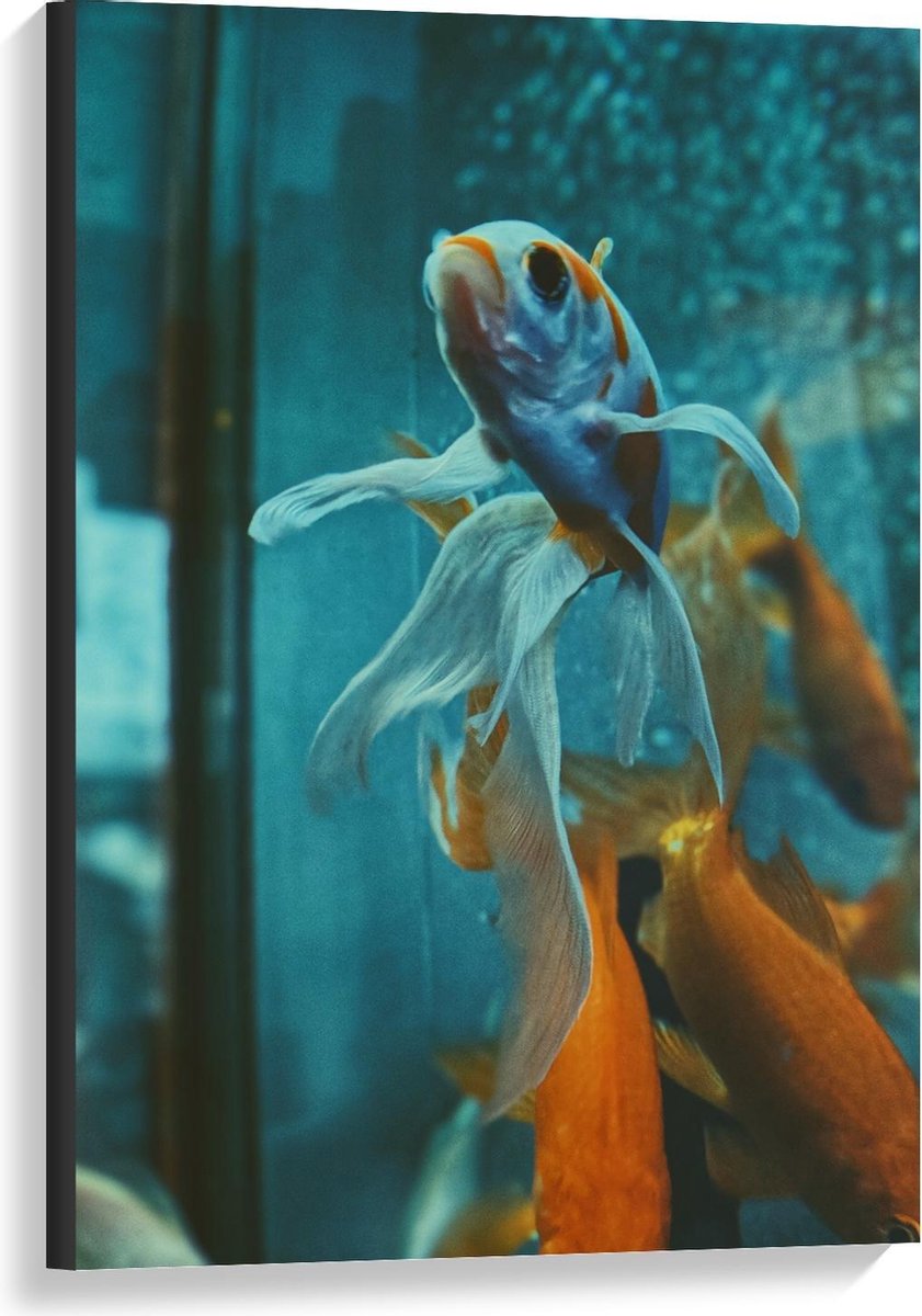 Canvas - Goudvissen in Aquarium - 60x90cm Foto op Canvas Schilderij (Wanddecoratie op Canvas)