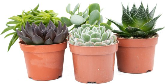 Ikhebeencactus Interieur set (10,5 cm) 5st Vetplant