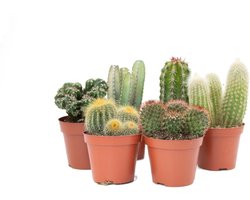 Ikhebeencactus Interieur set (8,5 cm) 6st Cactus