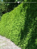 Westerse Levensboom Thuja Brabant 80-100 cm, 50x Haagplant