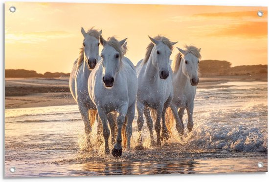 Tuinposter – Witte Andalusiër Paarden op het Strand   - 90x60cm Foto op Tuinposter  (wanddecoratie voor buiten en binnen)