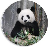 Forex Wandcirkel - Lieve Etende Panda - 40x40cm Foto op Wandcirkel (met ophangsysteem)