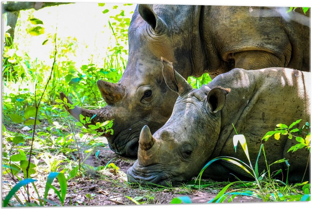 Acrylglas - Moeder met Baby Neushoorn in de Natuur - 90x60cm Foto op Acrylglas (Wanddecoratie op Acrylglas)