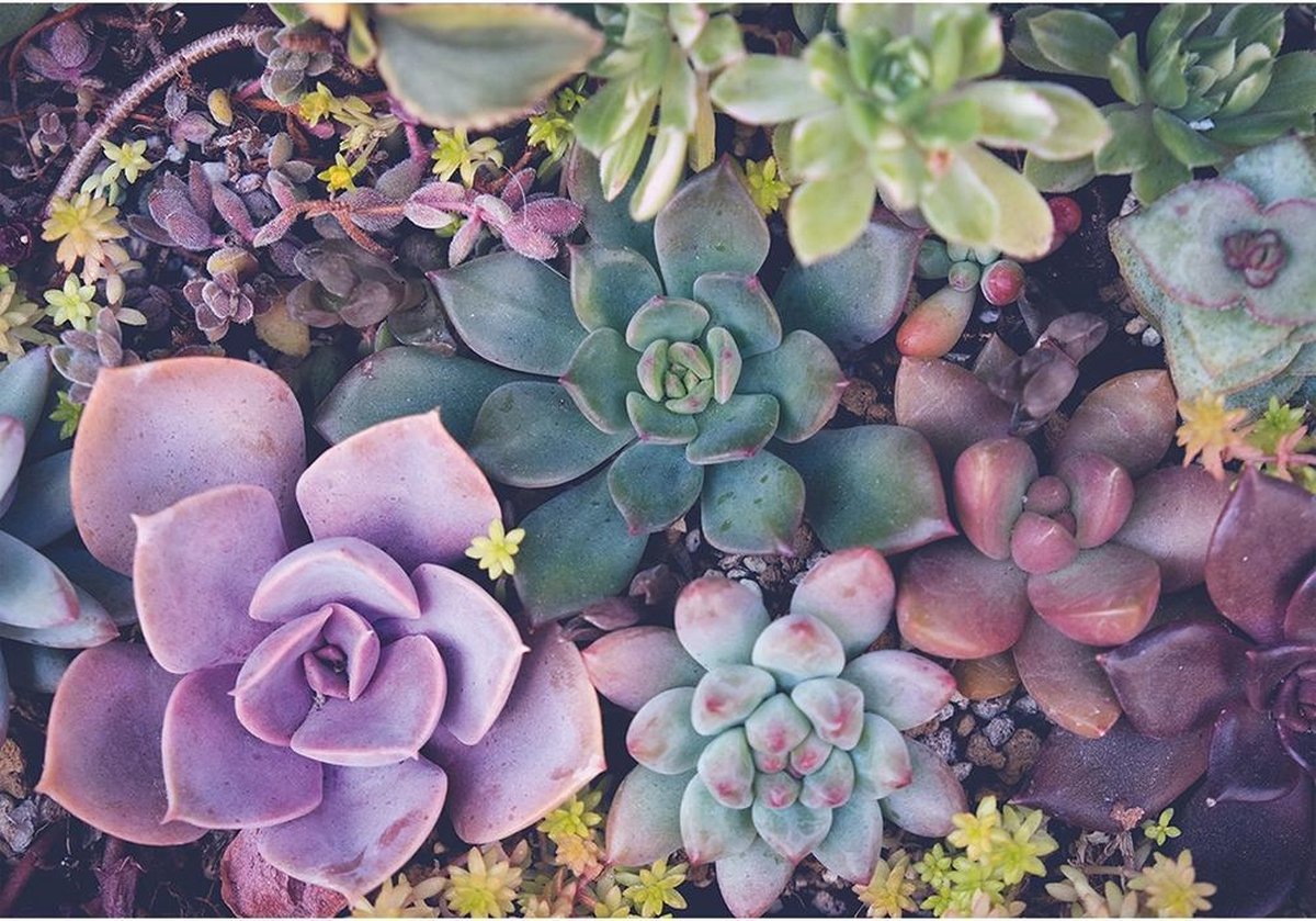Succulents Puzzel - 1000 st