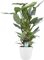 Philodendron Grey  - Pyramide in ELHO Round (wit) - 70 cm, Ø 20 cm