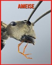 Ameise